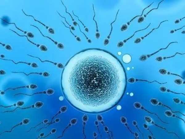 试管供卵移植的胚胎会不会被母体排异？
